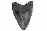 Fossil Megalodon Tooth - North Carolina #380153-2